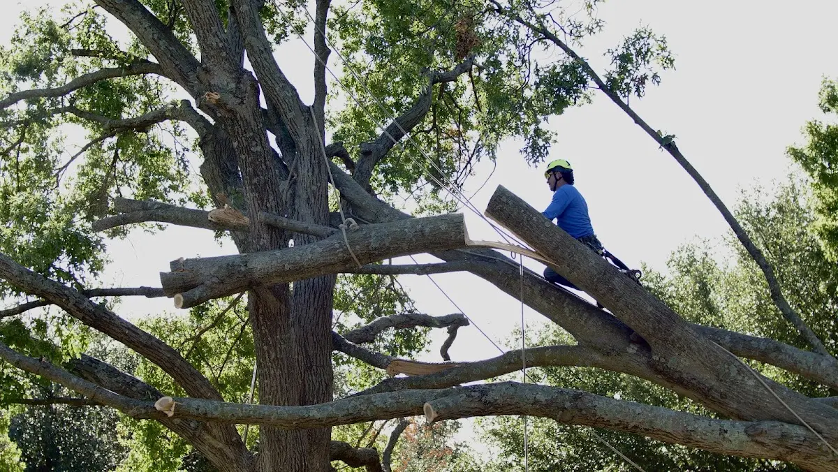 Professional Hazardous Tree Removal performed by certified arborists in Tiger