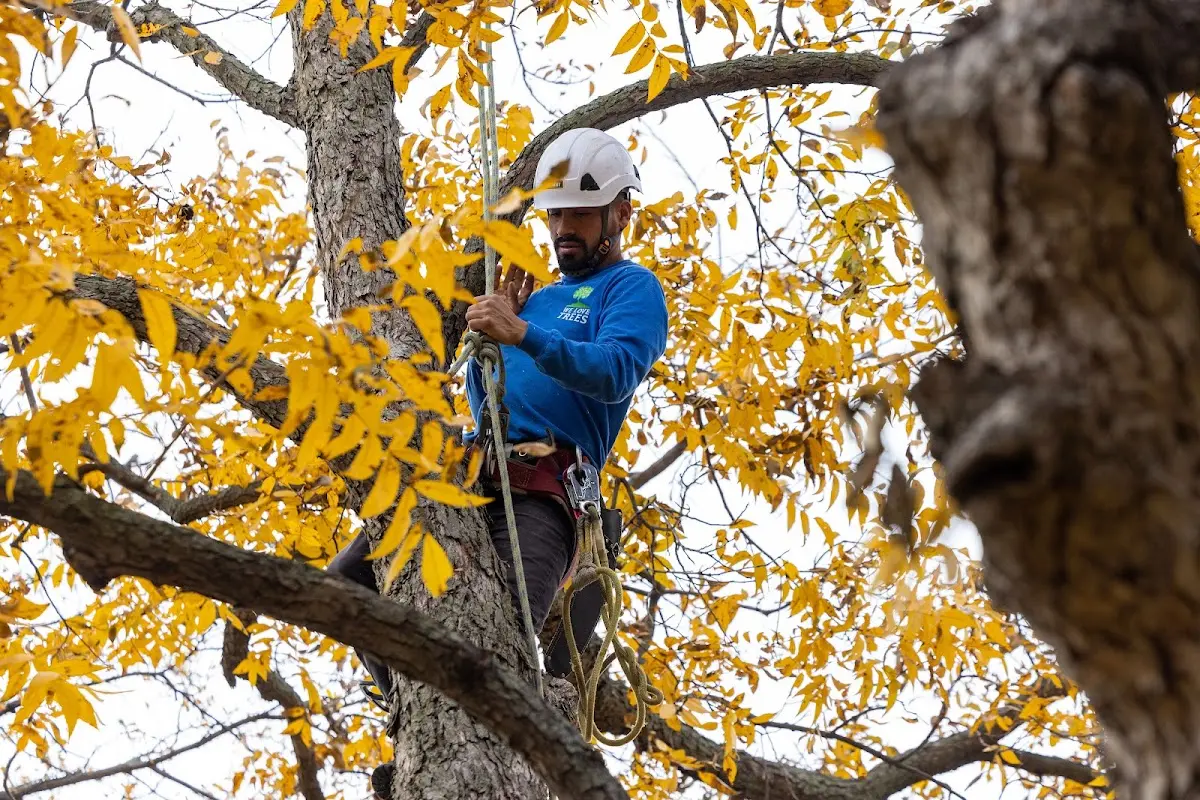 Skilled Dead Tree Removal crew working in Tiger